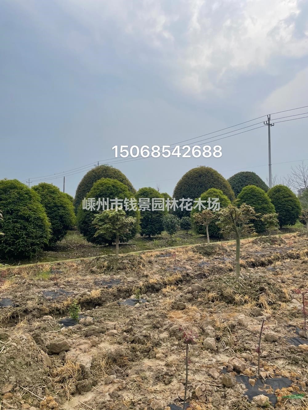 冠幅5米桂花球供应 低分枝桂花树基地批发供应