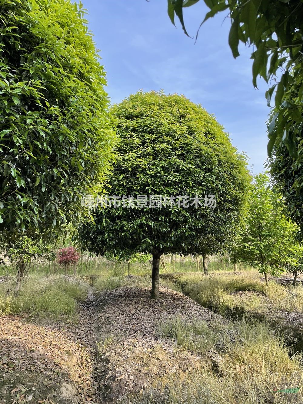 桂花装车现场图 高杆桂花供应商 精品桂花价格