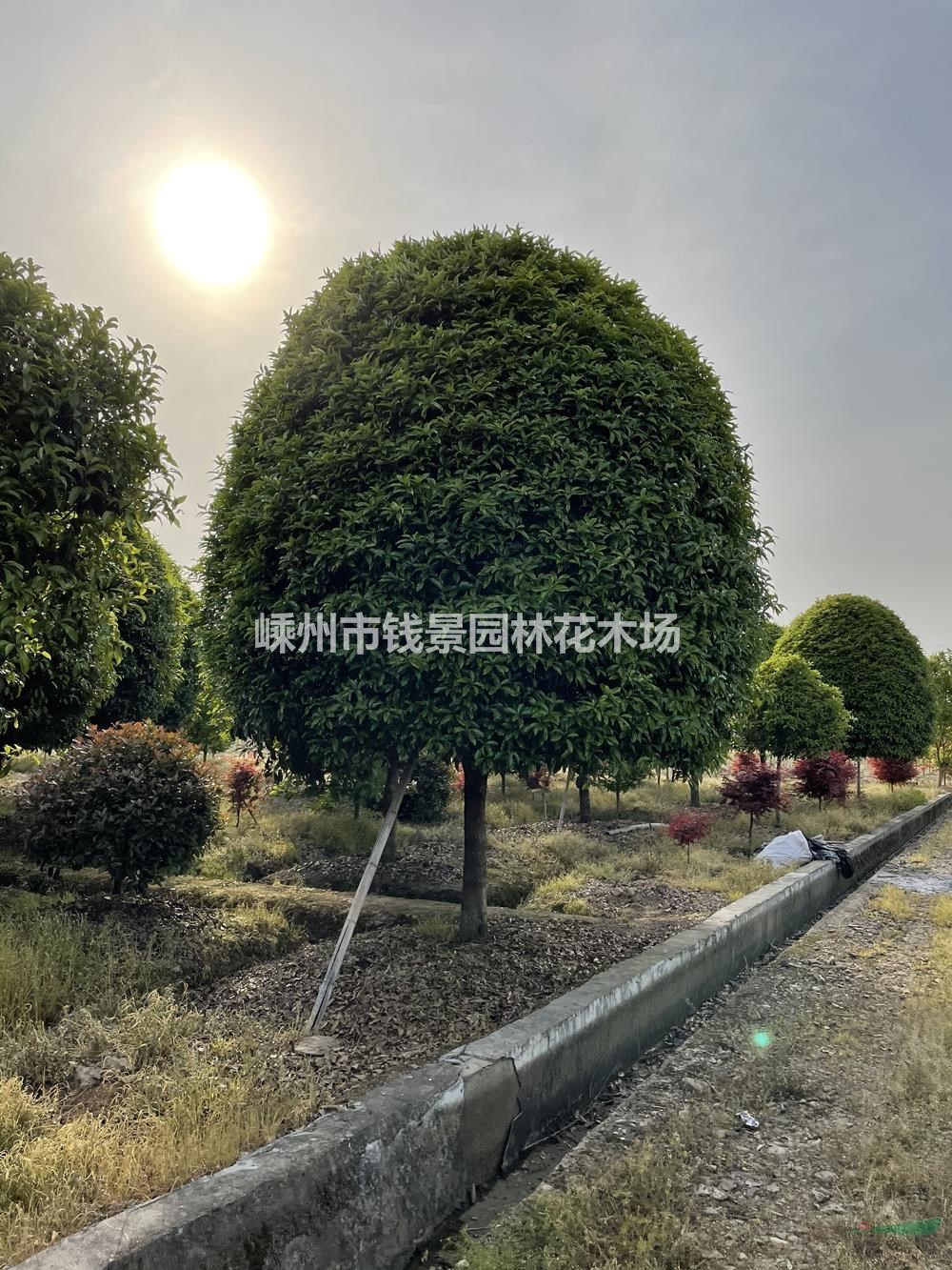 桂花装车现场图 高杆桂花供应商 精品桂花价格