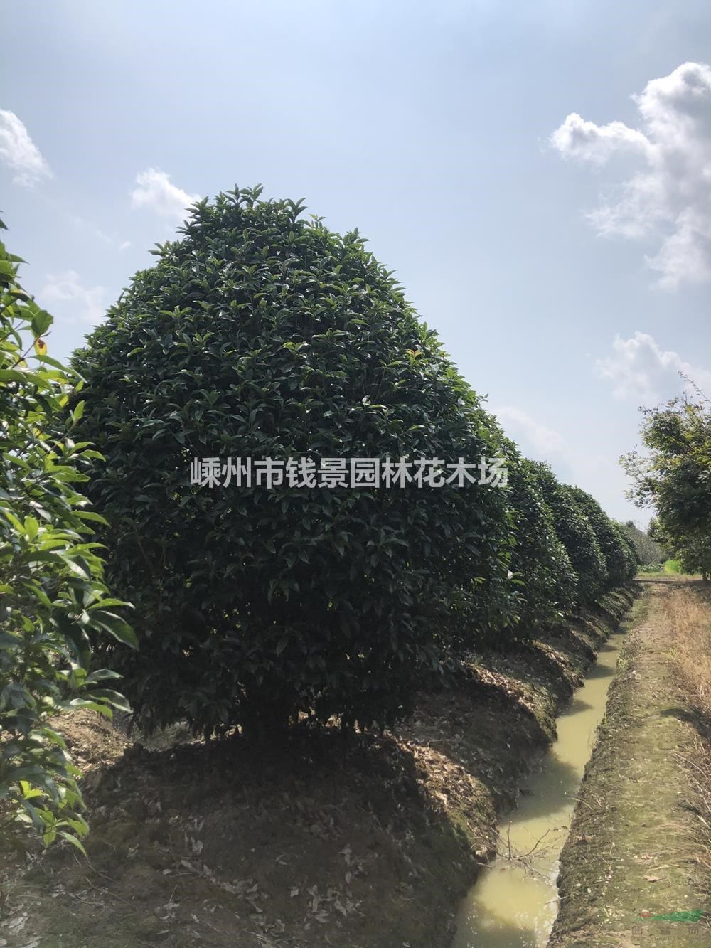 地笼桂花 低分枝桂花 球形桂花 桂花球 精品地笼桂花