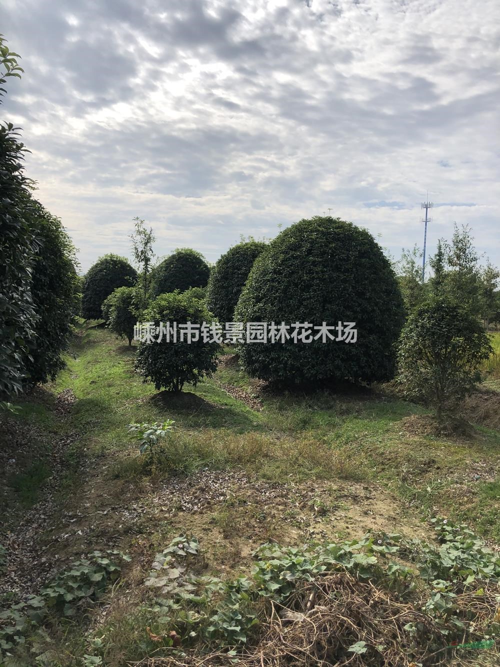 地笼桂花 低分枝桂花 球形桂花 桂花球 精品地笼桂花