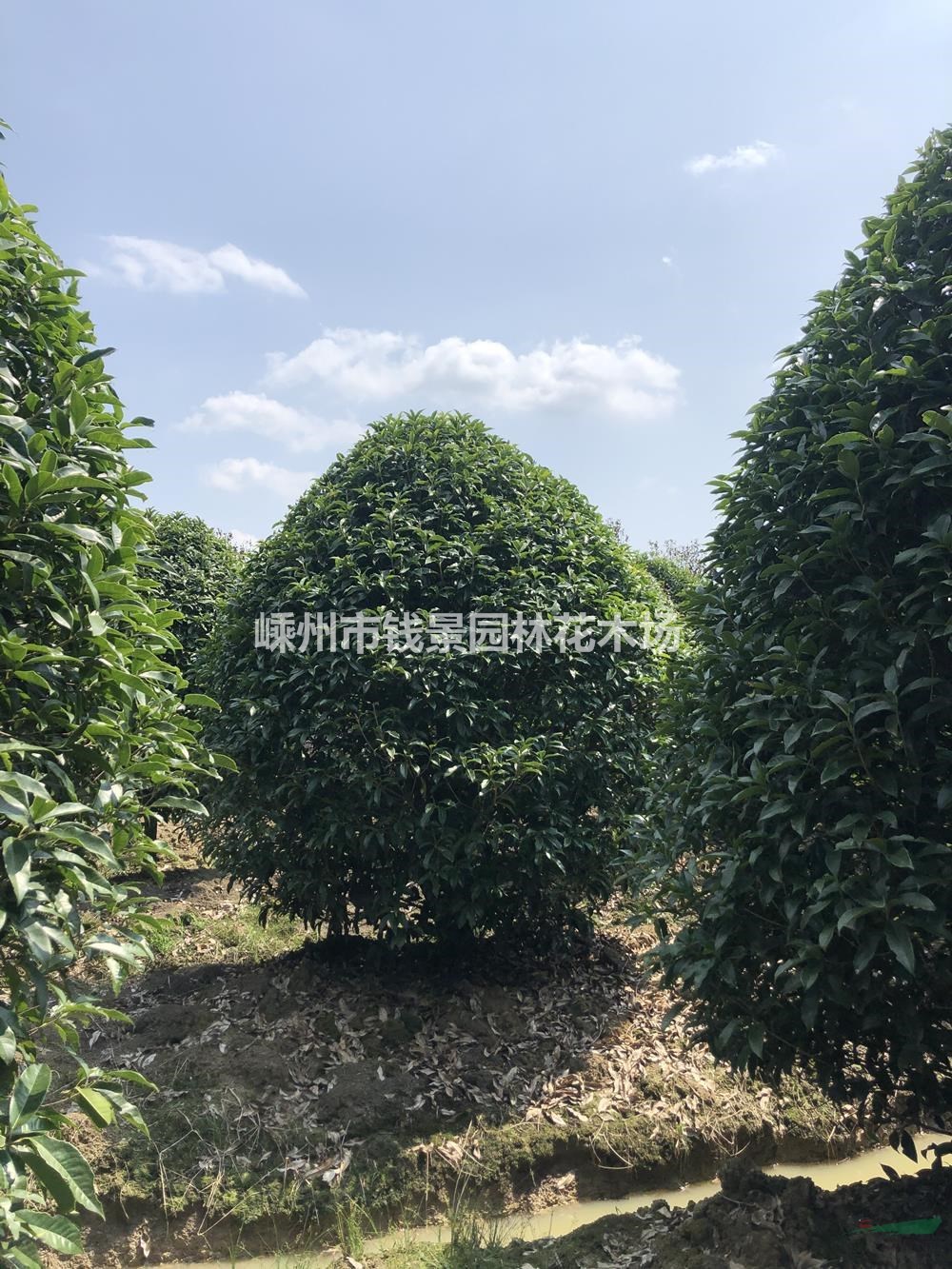 地笼桂花 低分枝桂花 球形桂花 桂花球 精品地笼桂花