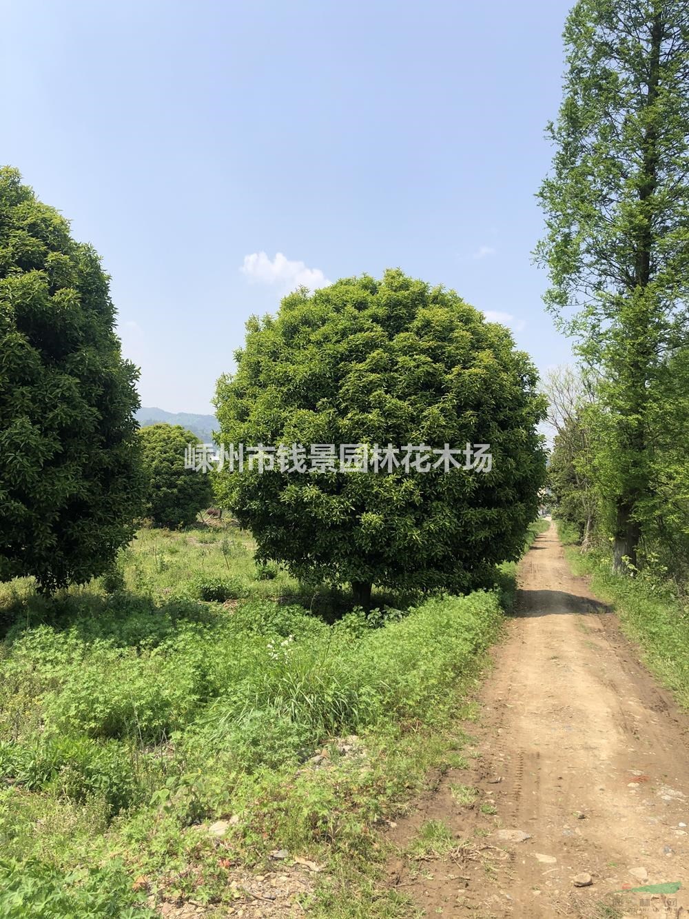 优质地笼桂花报价 精品地笼桂花行情 漂亮的地笼桂花批发