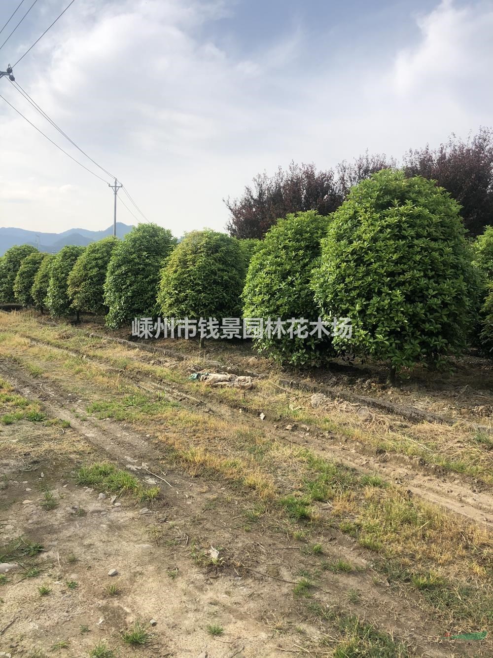 优质地笼桂花报价 精品地笼桂花行情 漂亮的地笼桂花批发