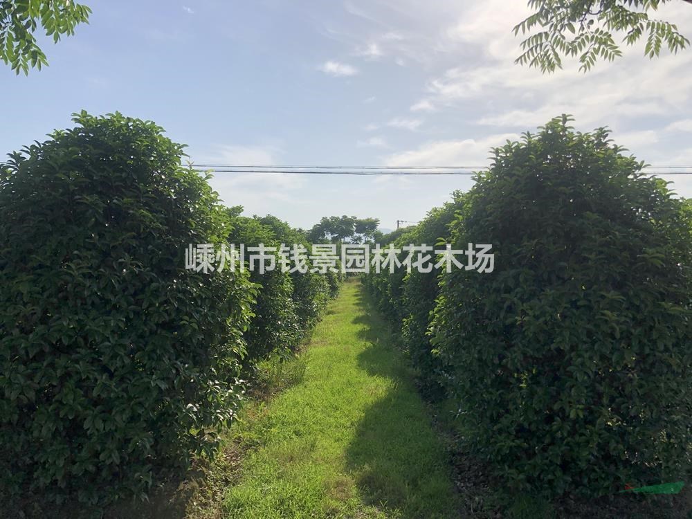 优质地笼桂花报价 精品地笼桂花行情 漂亮的地笼桂花批发