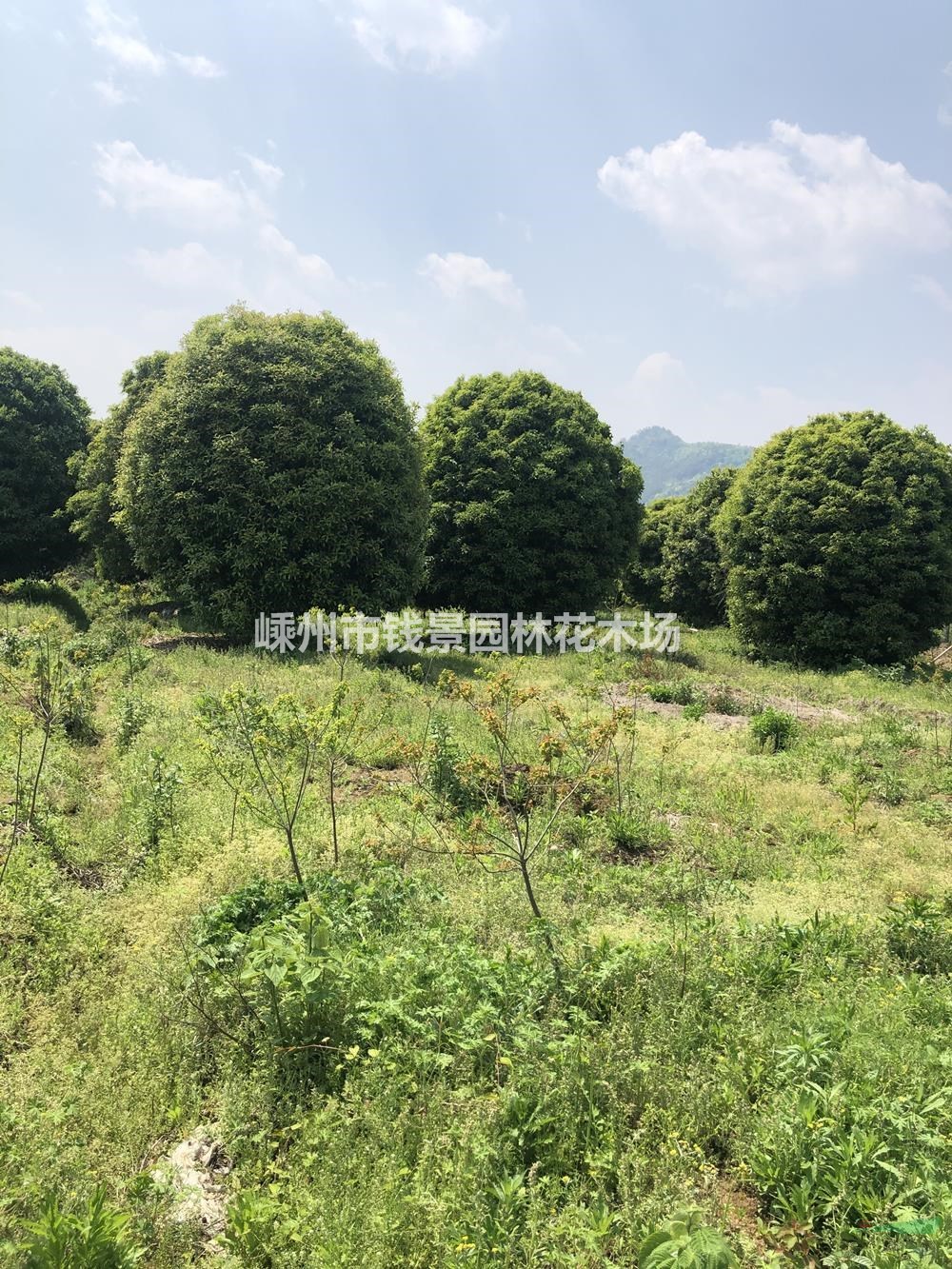 浙江供应天竺桂规格齐全 高度5米天竺桂 冠幅400天竺桂