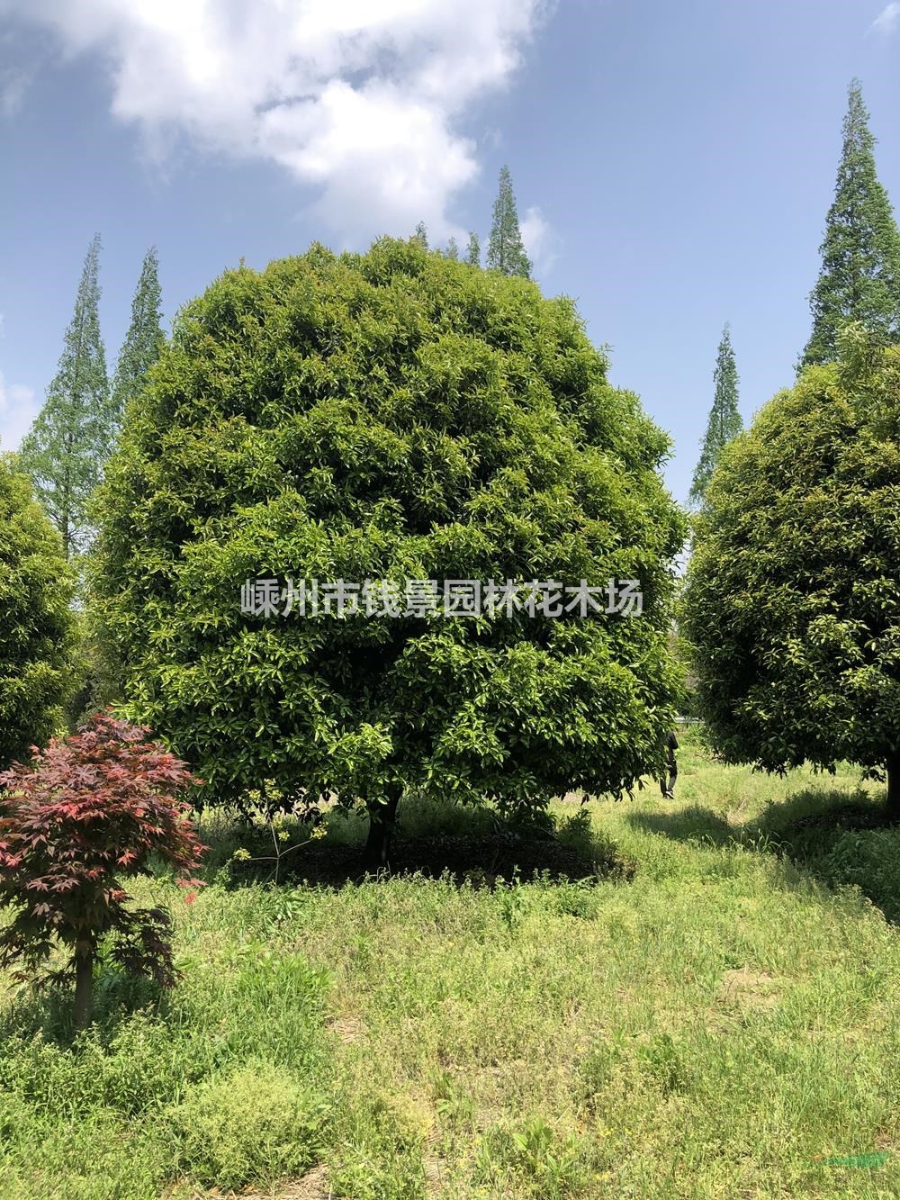 浙江供应天竺桂规格齐全 高度5米天竺桂 冠幅400天竺桂