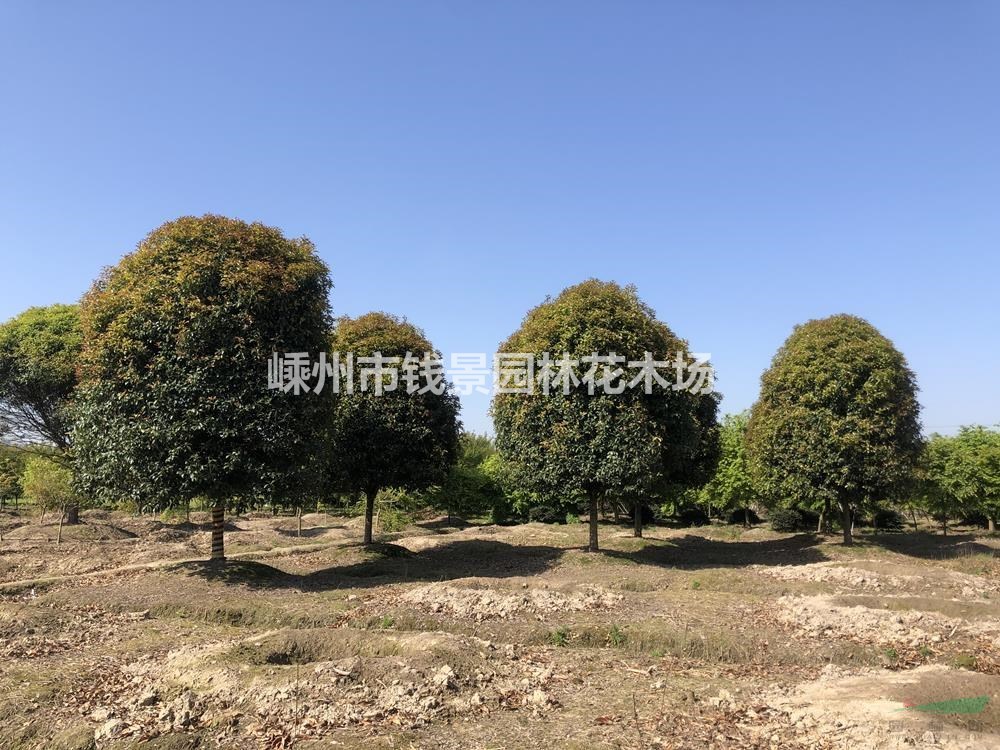 浙江高杆桂花批发 桂花球基地 球形桂花产地 12公分高杆桂花