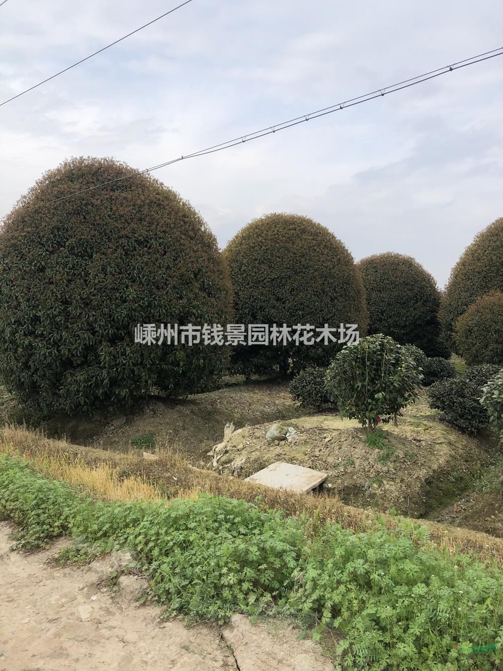 浙江高杆桂花批发 桂花球基地 球形桂花产地 12公分高杆桂花
