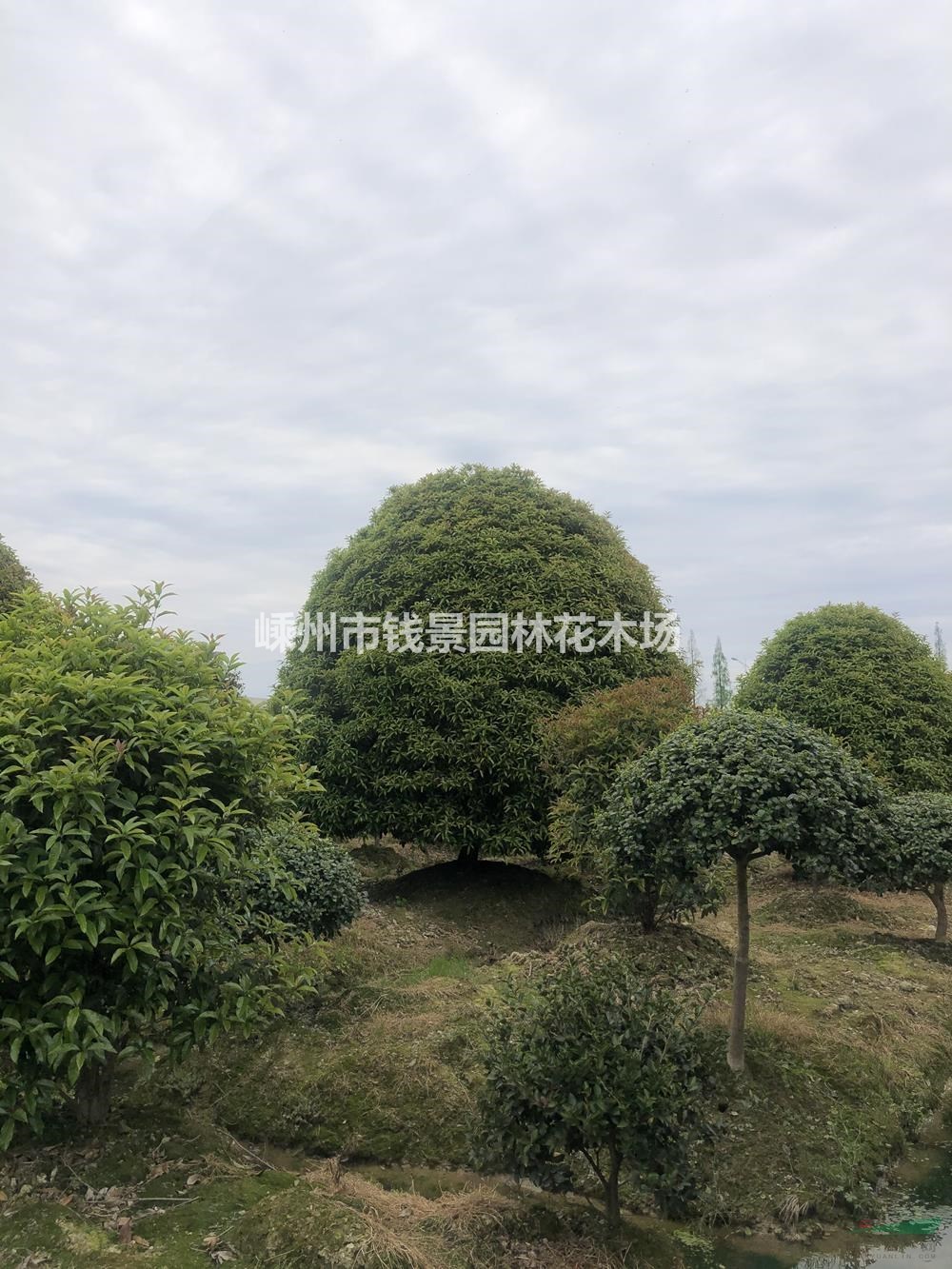 浙江高杆桂花批发 桂花球基地 球形桂花产地 12公分高杆桂花