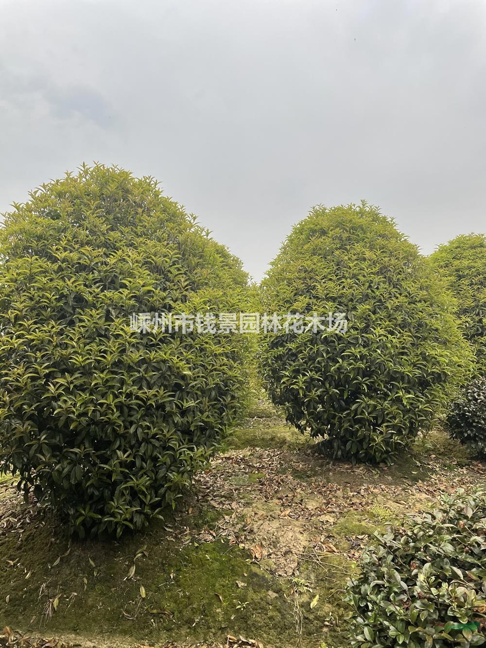 嵊州桂花笼子批发基地 地笼桂花工程绿化苗 小地笼桂花基地