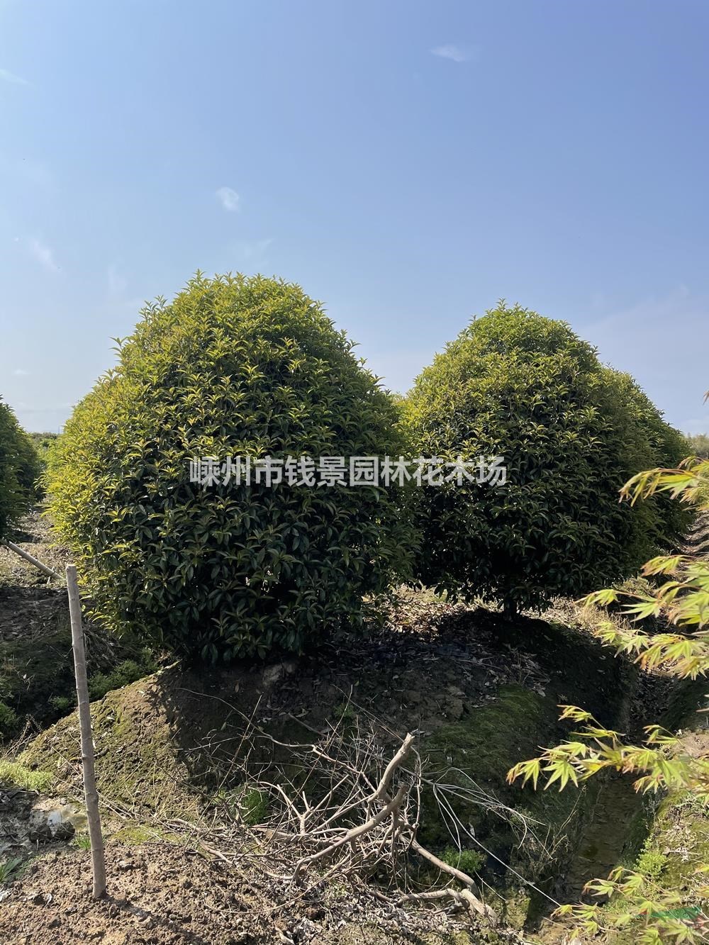 嵊州桂花笼子批发基地 地笼桂花工程绿化苗 小地笼桂花基地