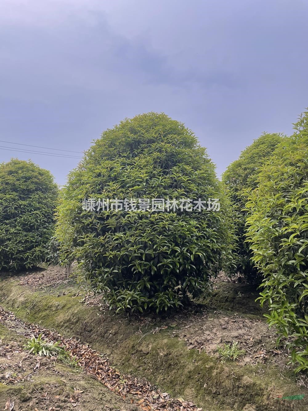 嵊州桂花笼子批发基地 地笼桂花工程绿化苗 小地笼桂花基地