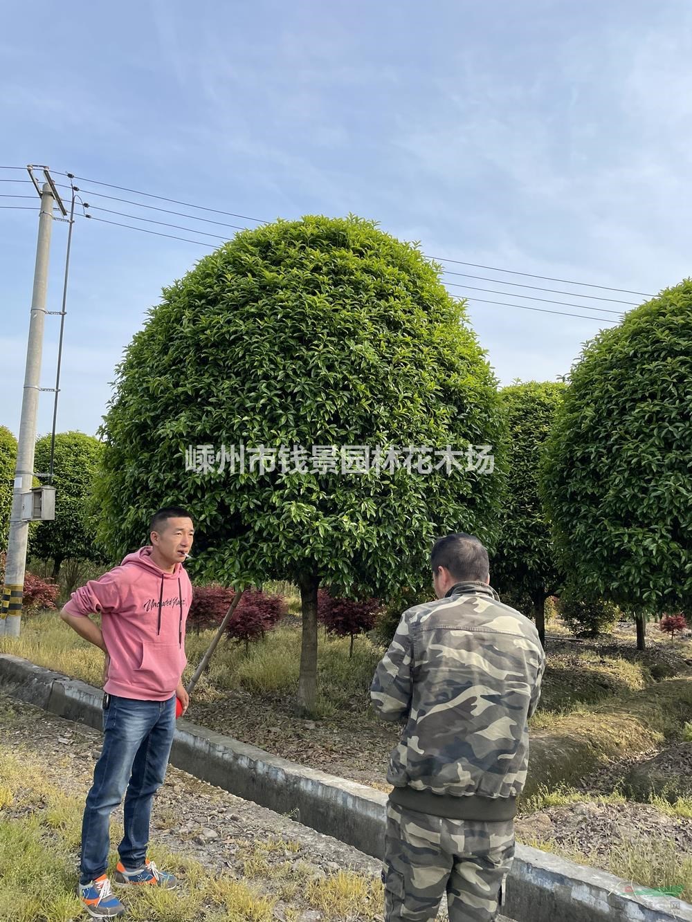 嵊州桂花价格 5米桂花价格 6米桂花价格 桂花实地看苗