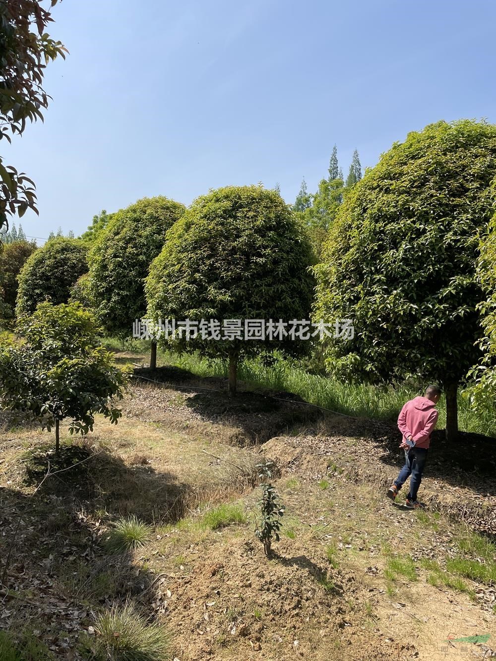 嵊州桂花价格 5米桂花价格 6米桂花价格 桂花实地看苗