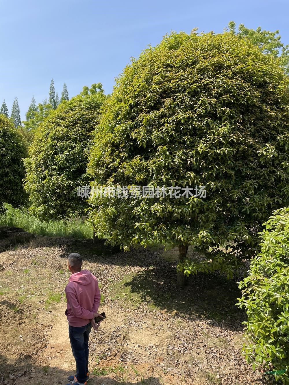 嵊州桂花价格 5米桂花价格 6米桂花价格 桂花实地看苗