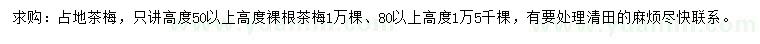 求購(gòu)高50、80公分以上茶梅