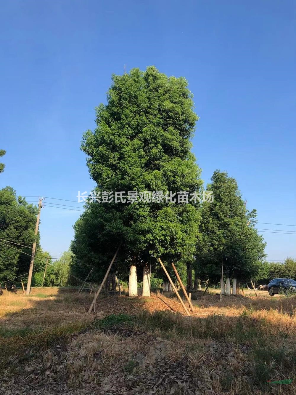 浙江[產品]/浙江叢生香樟 湖州叢生香樟價格/報價