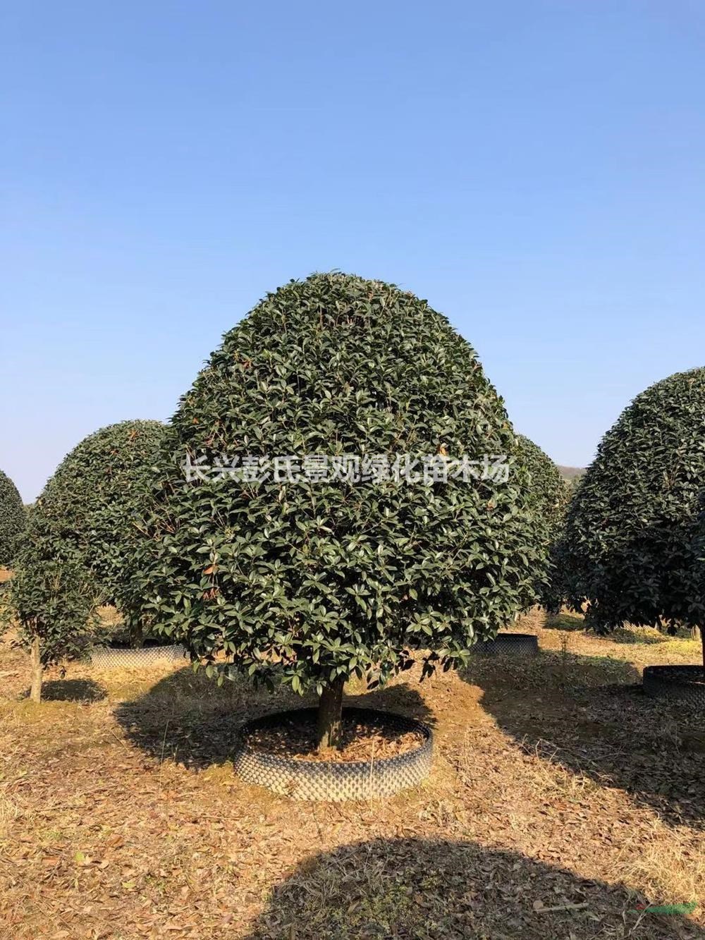 大小規格浙江桂花 精品桂花 湖州桂花農戶基地