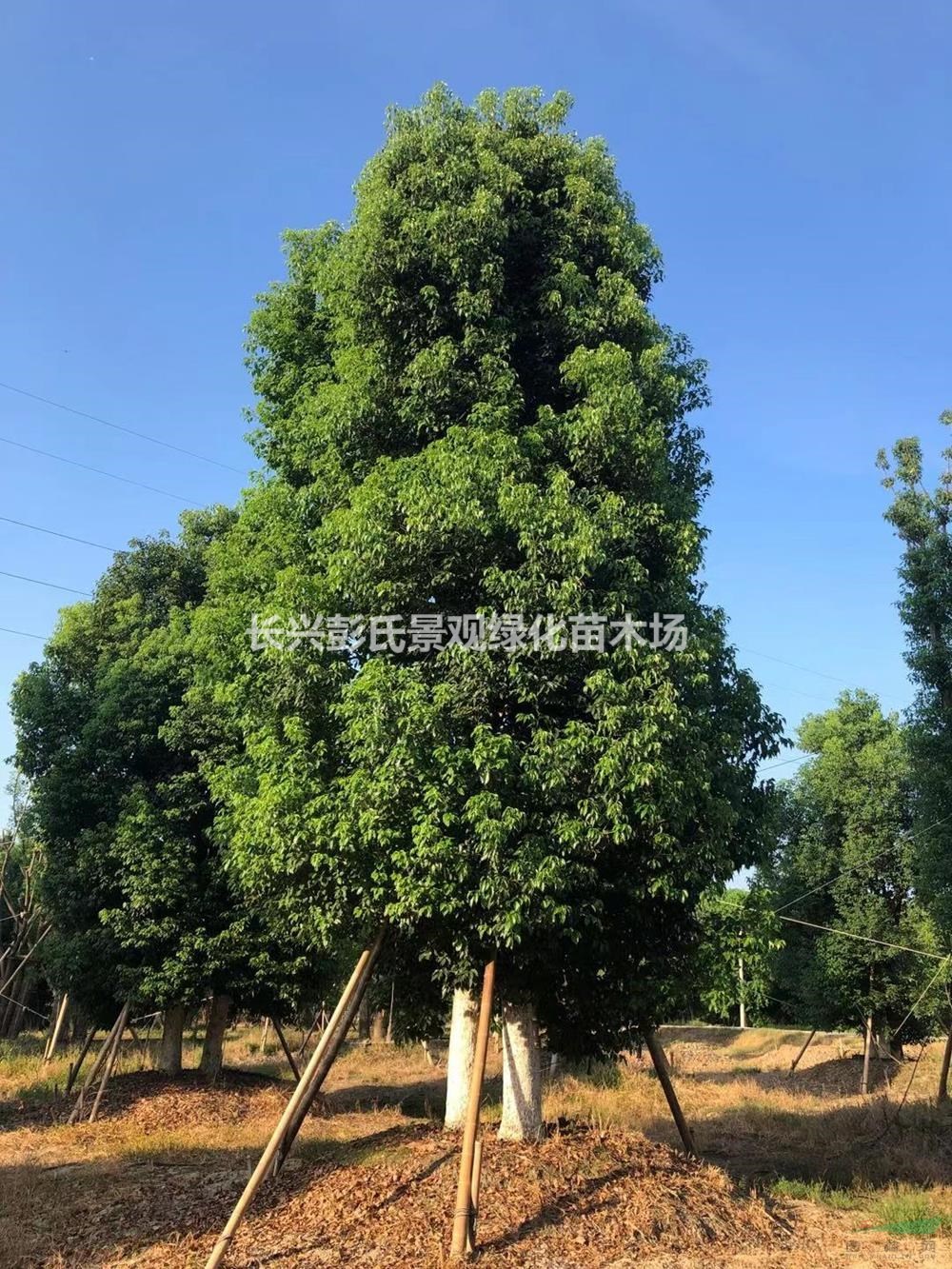 浙江[產品]/浙江叢生香樟 湖州叢生香樟價格/報價