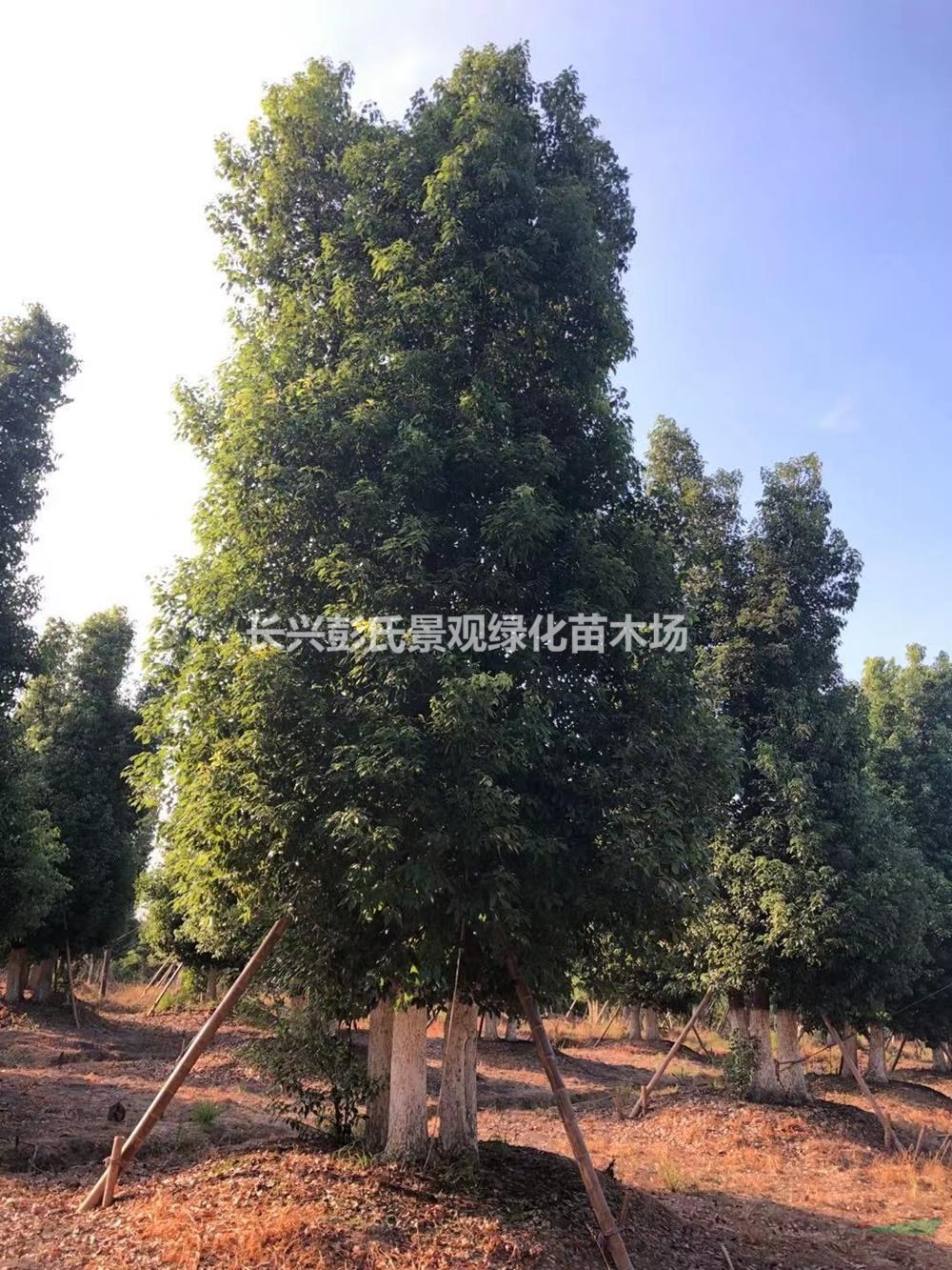 浙江[產品]/浙江叢生香樟 湖州叢生香樟價格/報價
