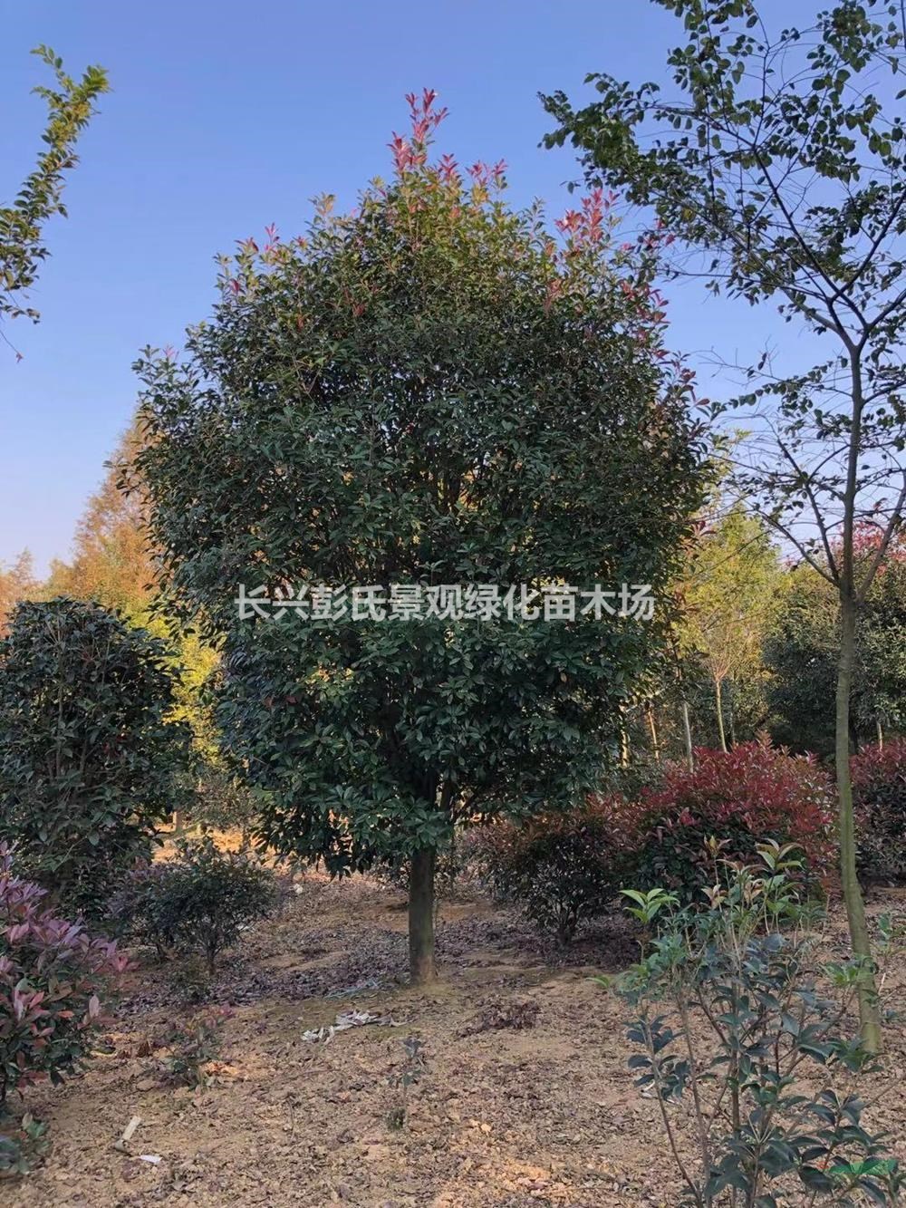 浙江紅葉石楠 大小規格紅葉石楠圖片/浙江紅葉石楠 大小規格紅葉石楠報價