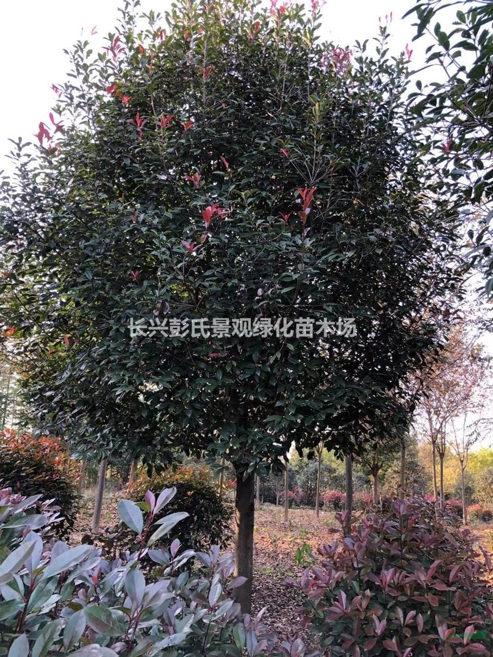 浙江紅葉石楠 大小規格紅葉石楠圖片/浙江紅葉石楠 大小規格紅葉石楠報價