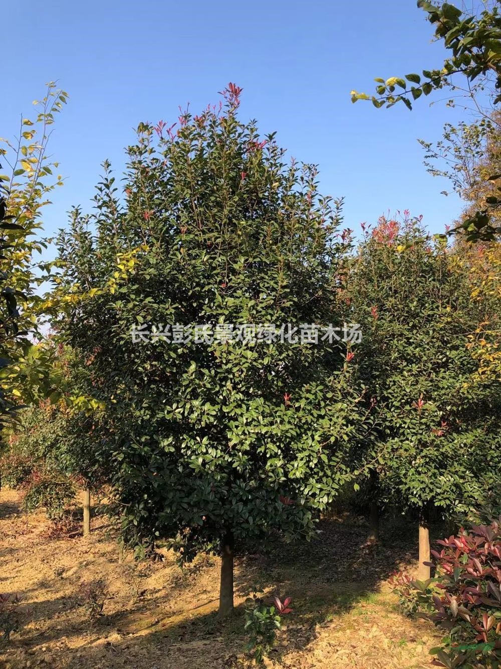 浙江紅葉石楠 大小規格紅葉石楠圖片/浙江紅葉石楠 大小規格紅葉石楠報價