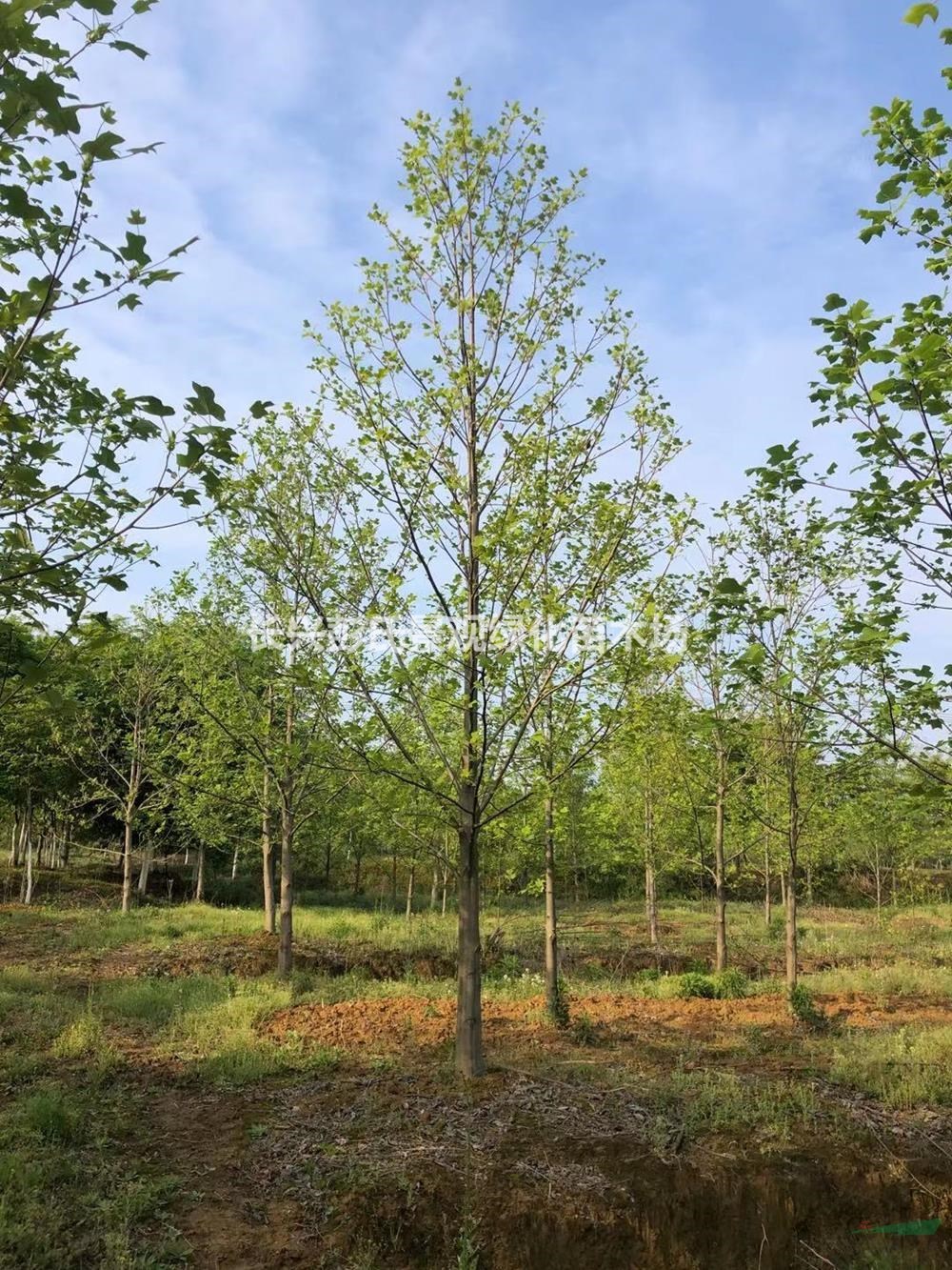 浙江供應雜交馬褂木 湖州雜交馬褂木基地規格齊全