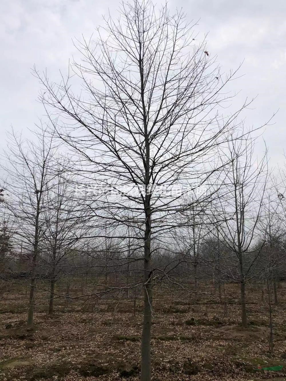 大小规格娜塔栎 湖州娜塔栎 浙江娜塔栎基地