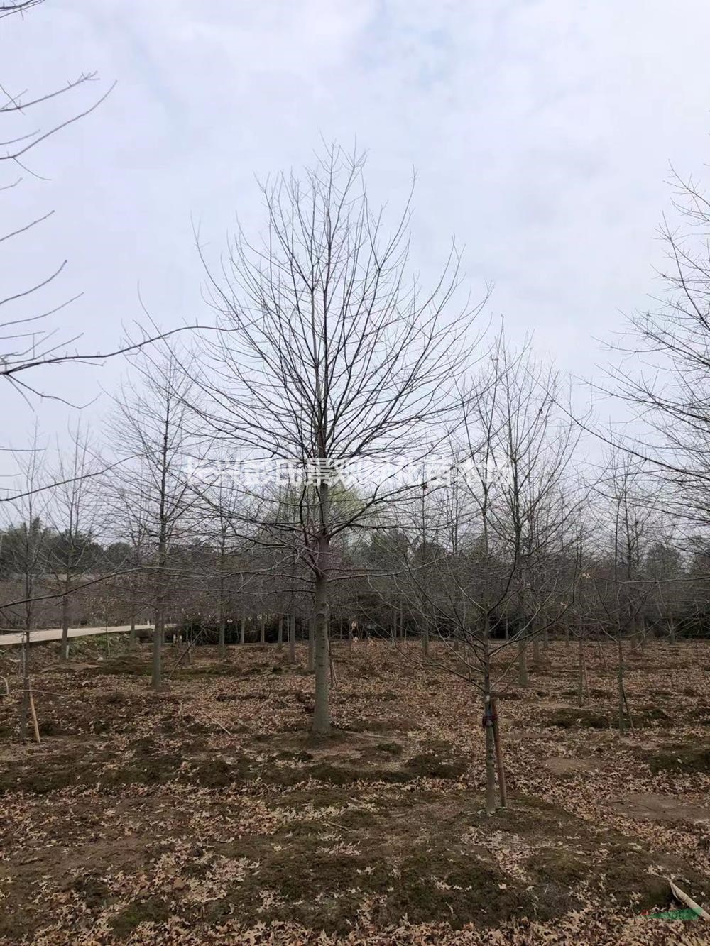 大小规格娜塔栎 湖州娜塔栎 浙江娜塔栎基地