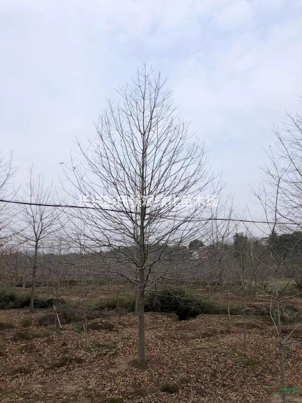 大小规格娜塔栎 湖州娜塔栎 浙江娜塔栎基地