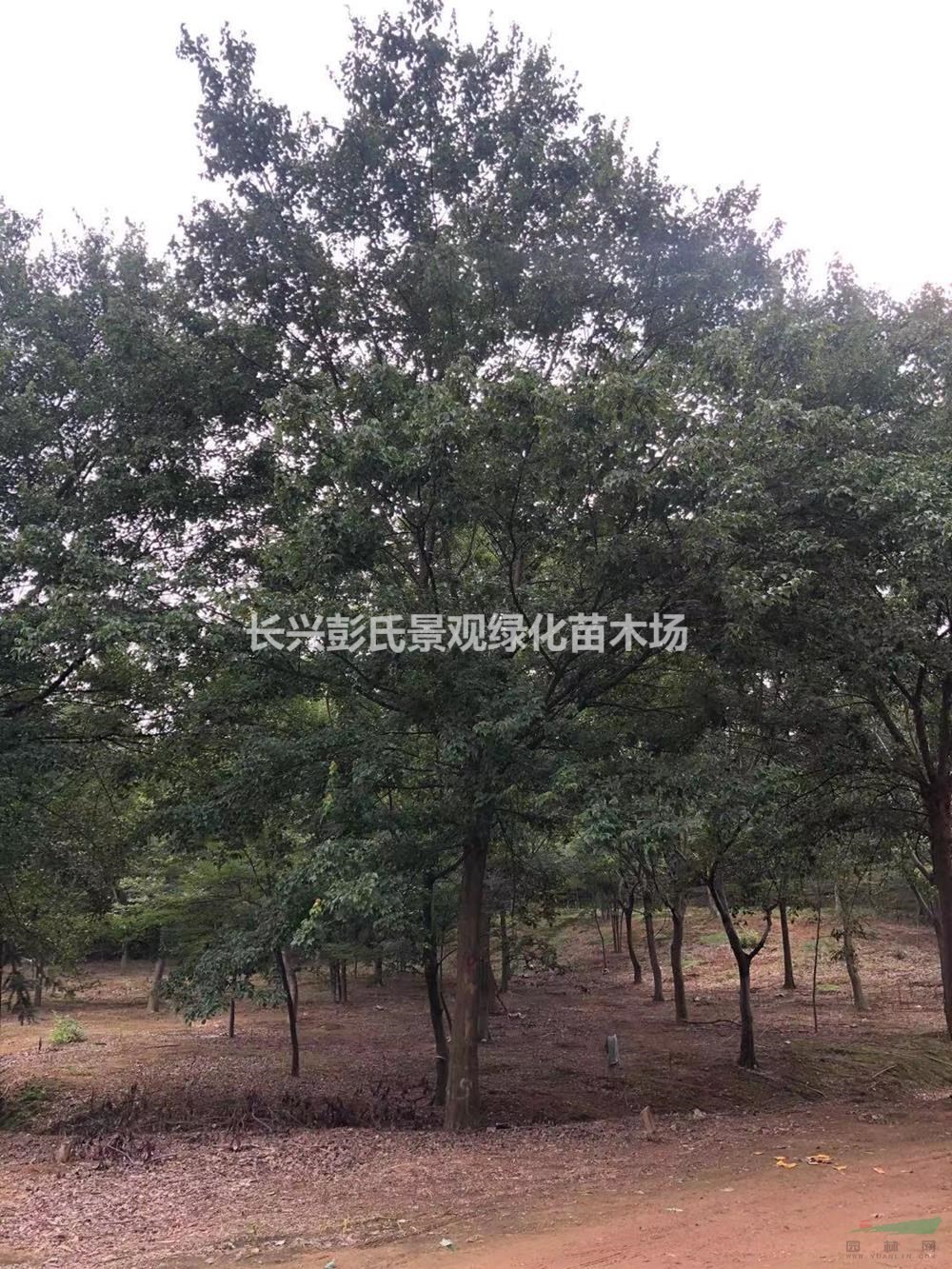 浙江[产品]/浙江三角枫 湖州三角枫农户价格/报价