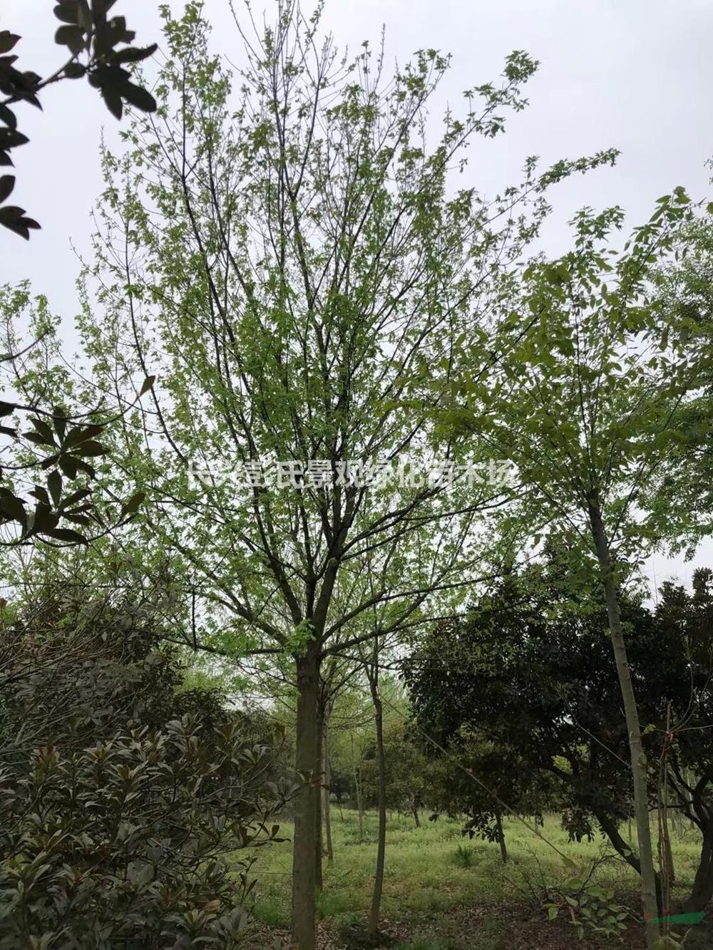 浙江[产品]/浙江三角枫 湖州三角枫农户价格/报价