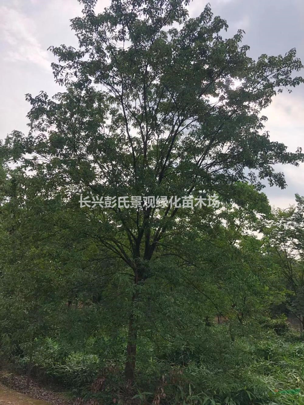 浙江[产品]/浙江三角枫 湖州三角枫农户价格/报价