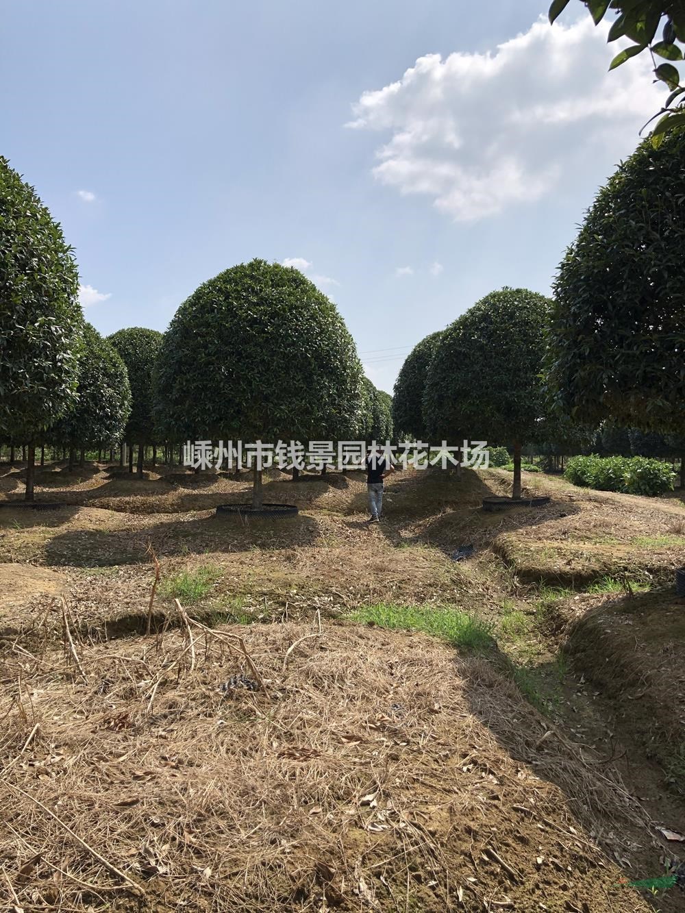 浙江低分枝丛生桂花供应 精品桂花基地