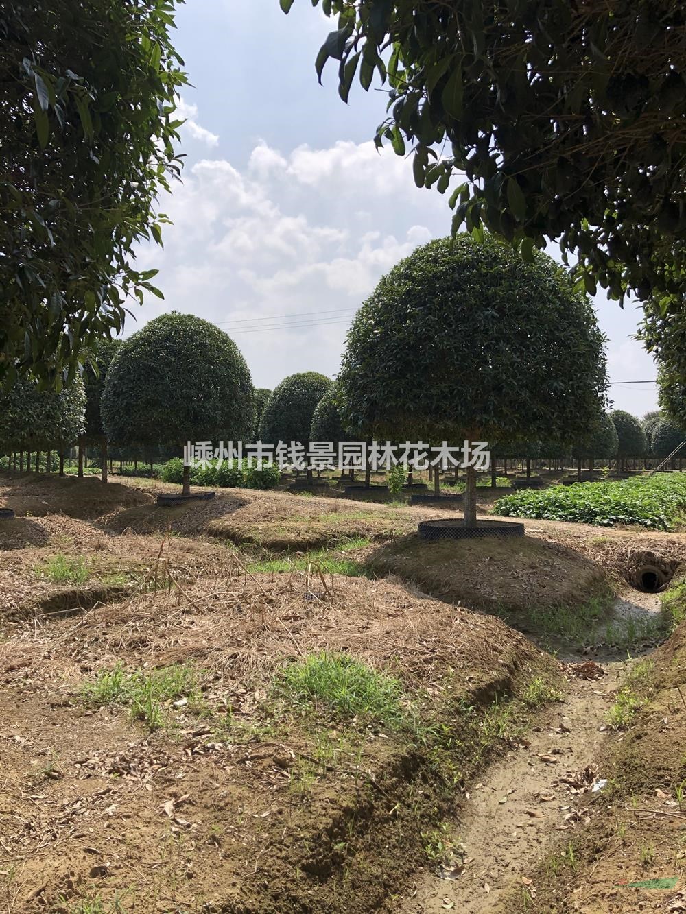 浙江低分枝丛生桂花供应 精品桂花基地