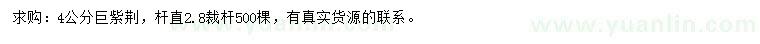 求購4公分巨紫荊
