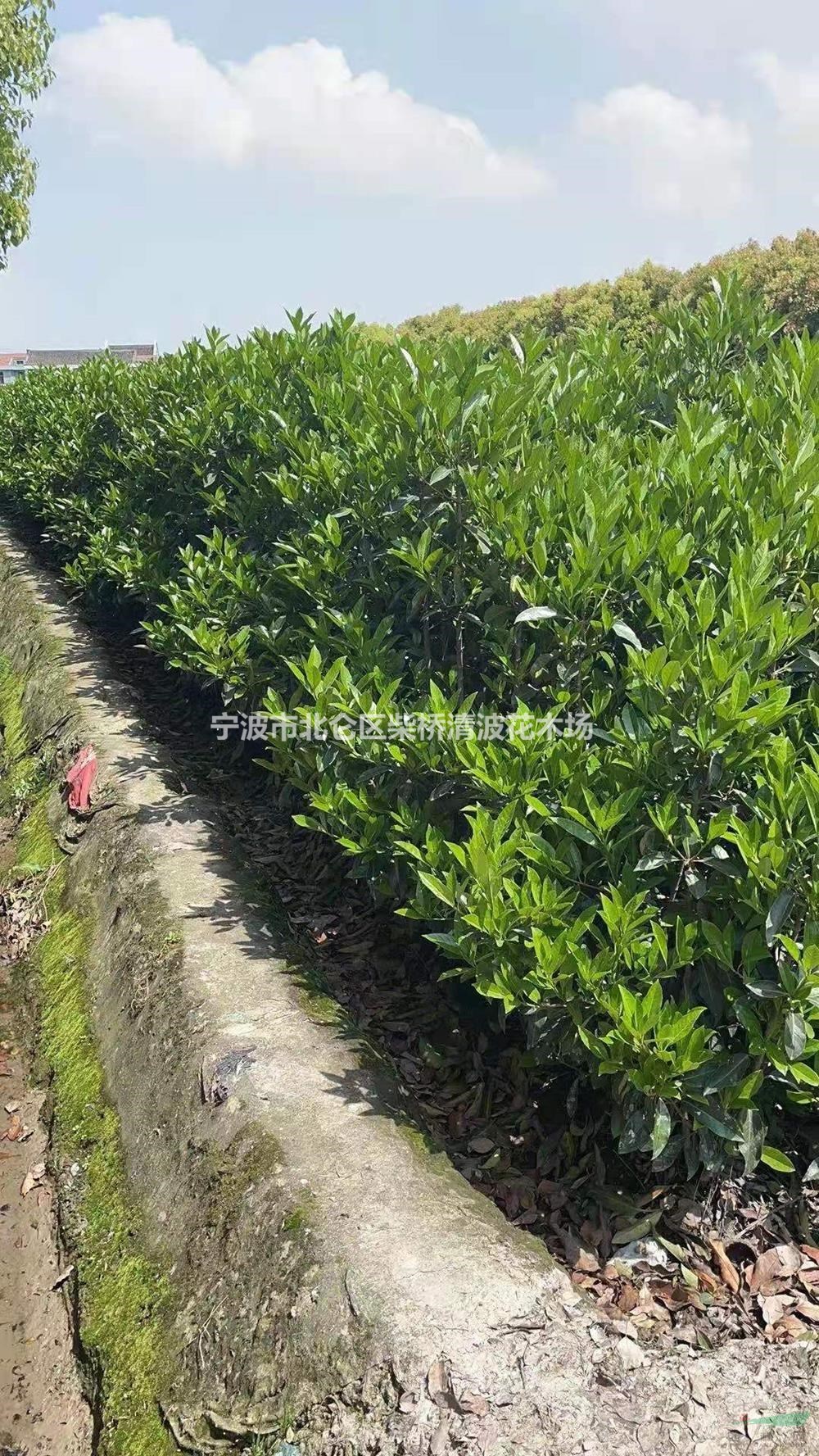 宁波珊瑚基地 大量批发供应珊瑚树 浙江珊瑚供应商