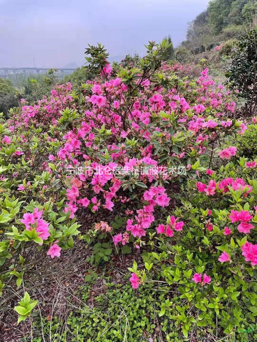 浙江供应春鹃 夏鹃 紫鹃 毛娟 杜鹃苗木