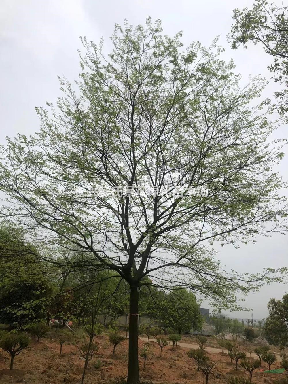 優質特價精品樸樹 湖州精品樸樹產地直銷
