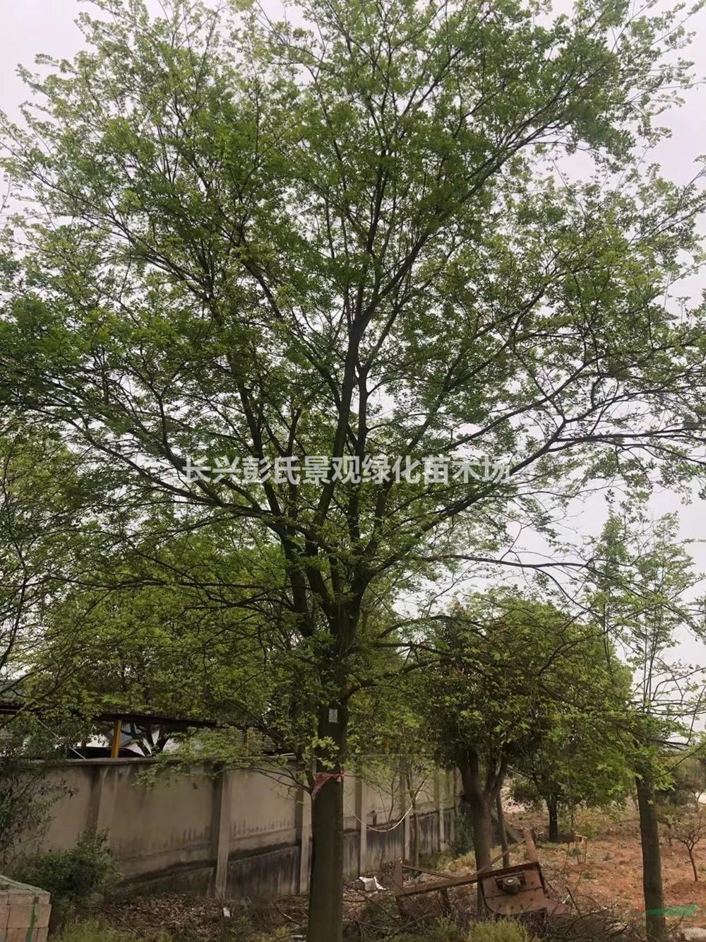 優質特價精品樸樹 湖州精品樸樹產地直銷