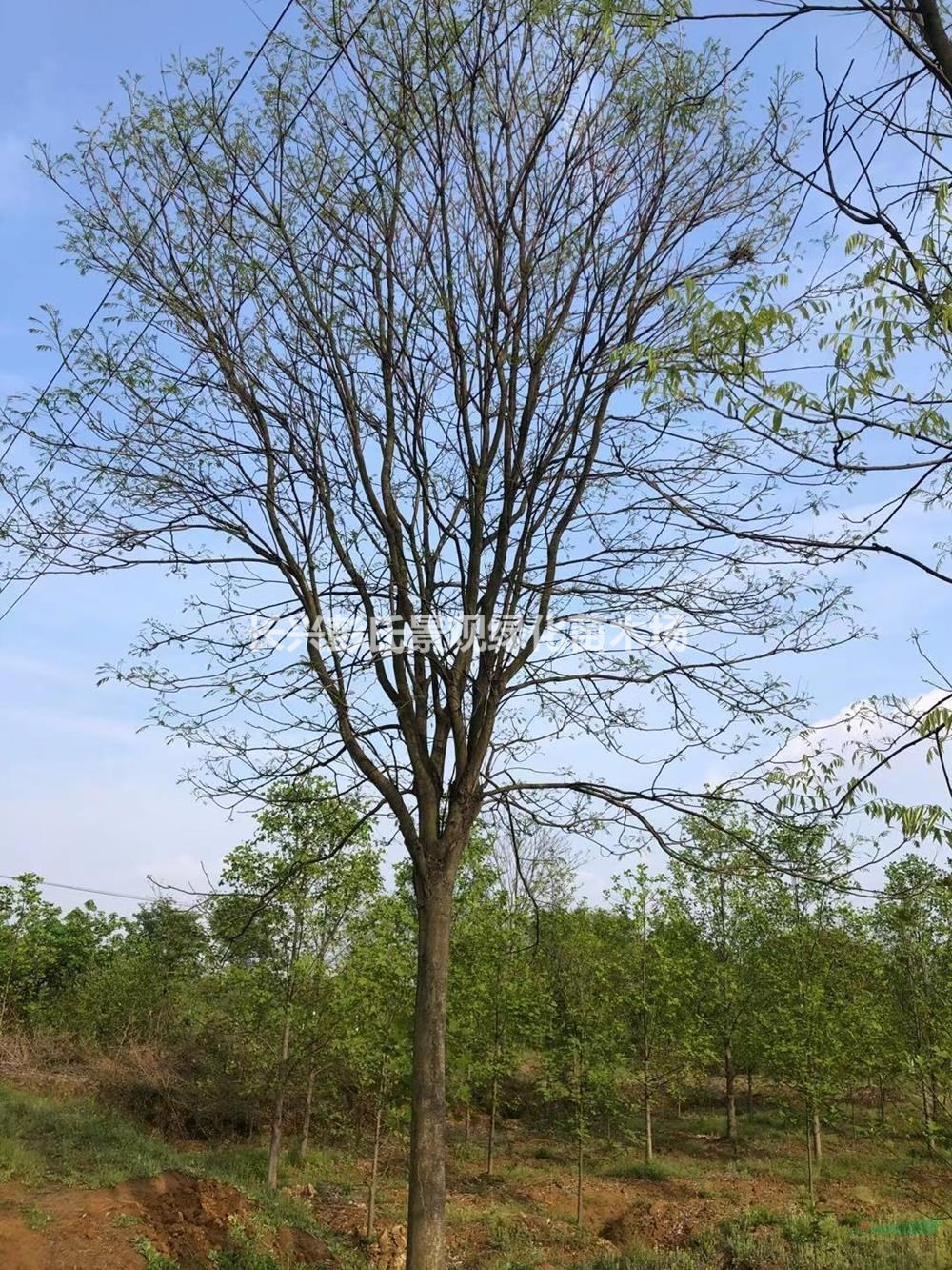 浙江精品無患子 湖州無患子基地批發/供應