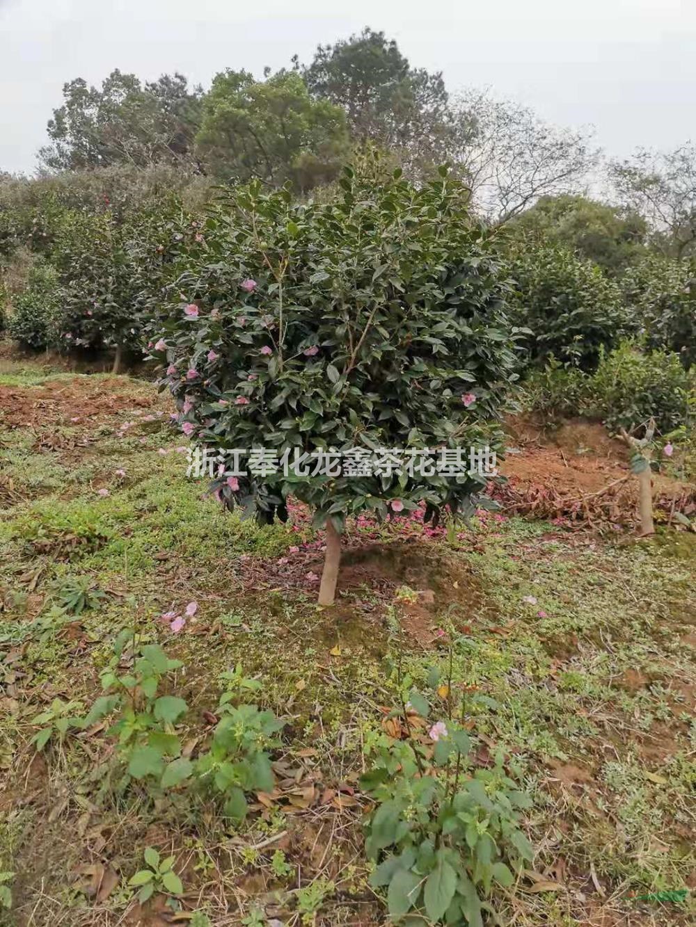 浙江宁波美人茶 茶花图片/美人茶 茶花报价 _13777025322_浙江奉化龙