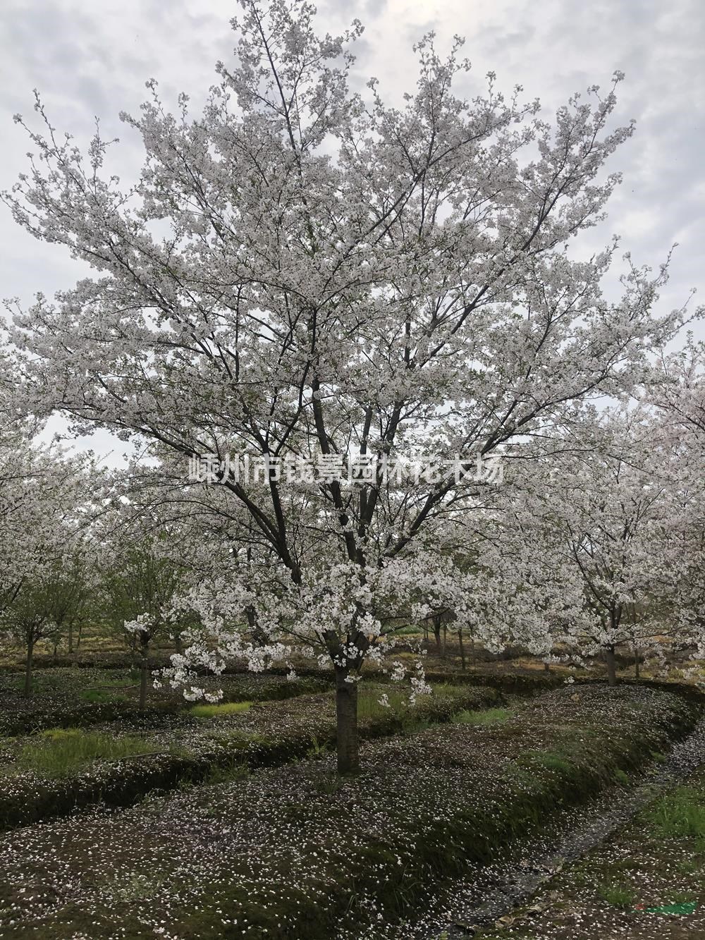 浙江地区供应8-25公分樱花 精品染井吉野樱花供应商规格齐全