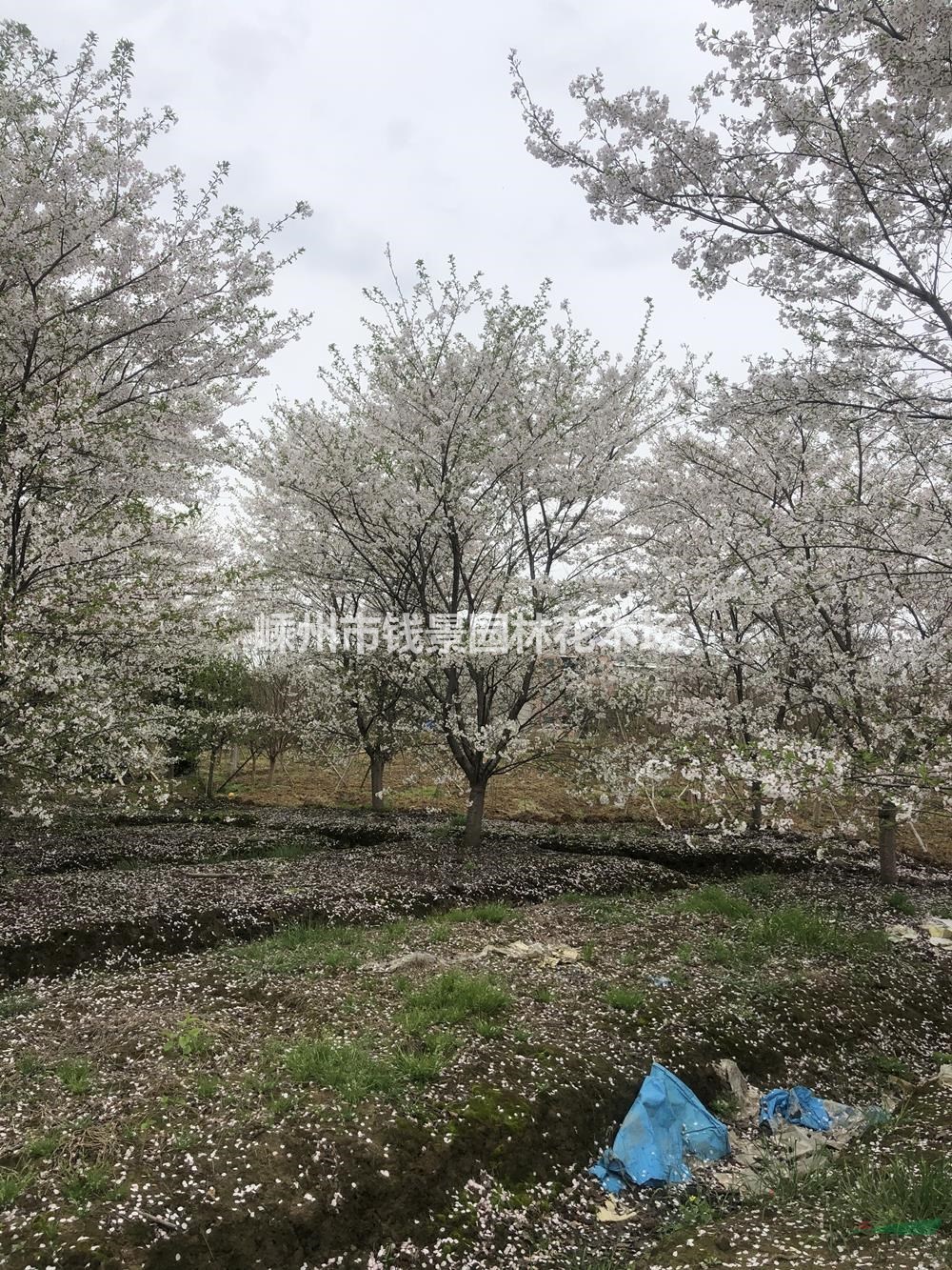 浙江地区供应8-25公分樱花 精品染井吉野樱花供应商规格齐全