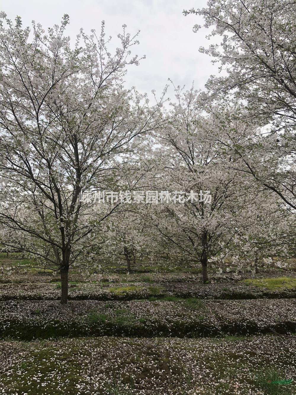 浙江地区供应8-25公分樱花 精品染井吉野樱花供应商规格齐全