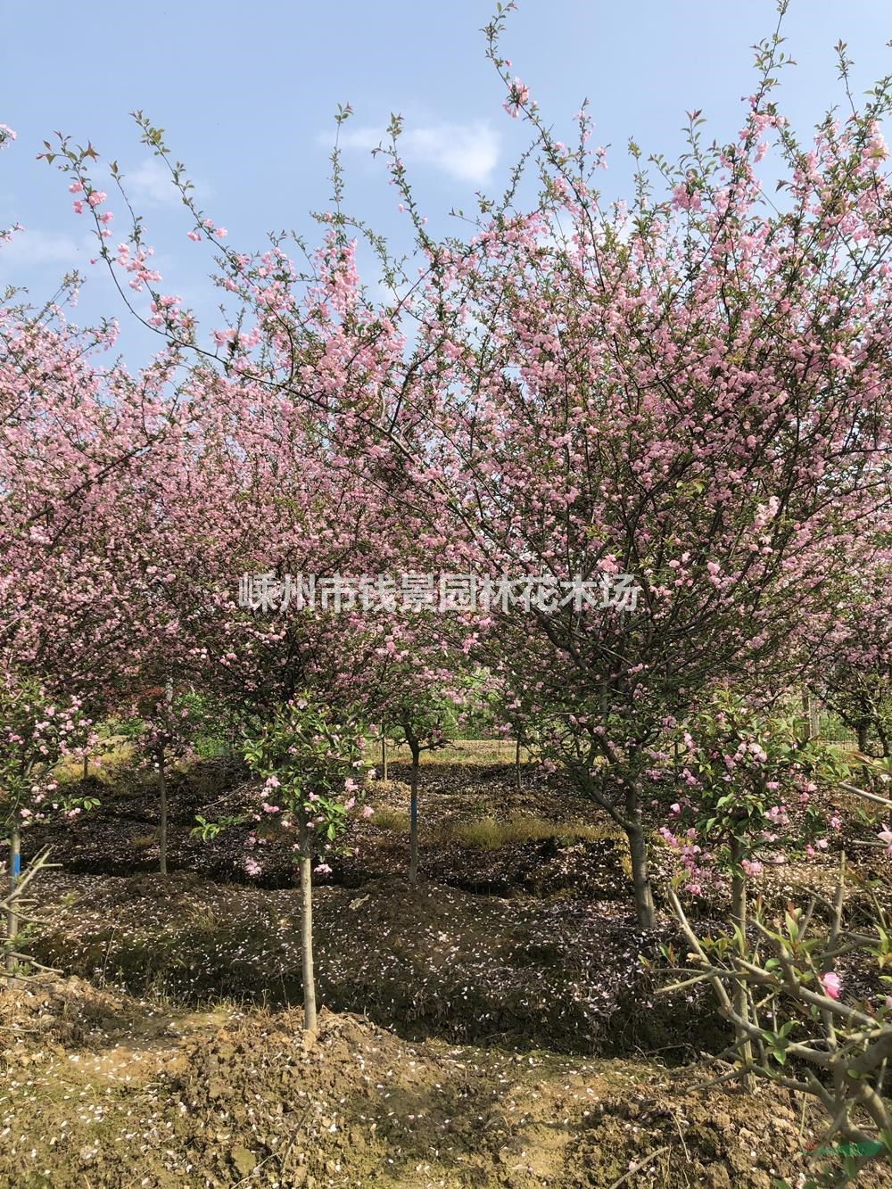 优质特价垂丝海棠产地直销 8公分垂丝海棠 10公分垂丝海棠