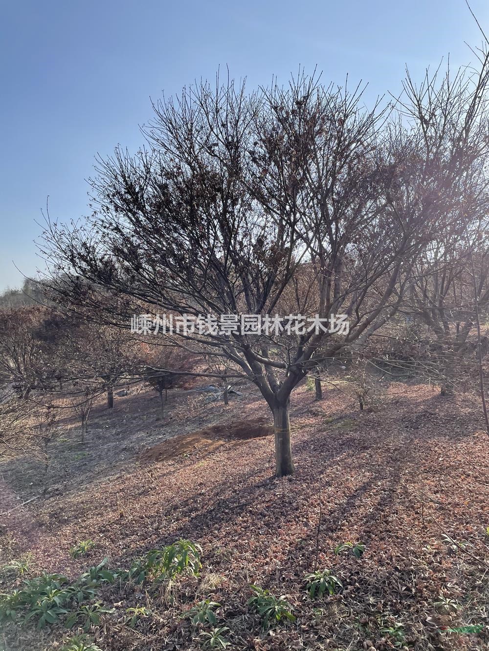 18公分红枫价格 25公分红枫报价 精品红枫行情走势