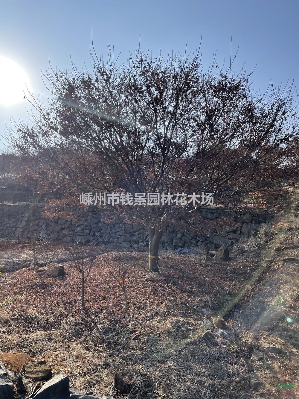 18公分红枫价格 25公分红枫报价 精品红枫行情走势